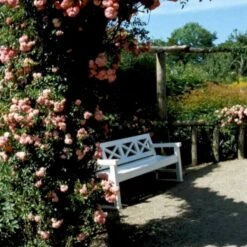 'Dorothy Perkins' Rosa Wichuraiana 'Dorothy Perkins' (Slyngrose) A-Kvalitet,- Barrods Roser Min. 3 Grene -Sirius Butik p4574 52358 rosa wichuraiana dorothy perkins slyngrose 2782