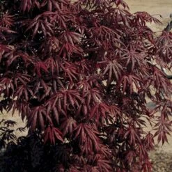 Japansk Ahorn 'Trompenburg' Acer Palmatum 'Trompenburg' Potte 10 Liter,- 60-80 Cm. -Sirius Butik p4650 3442 acer palmatum trompenburg 4a4a