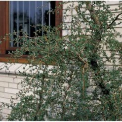 Japansk Lærk 'Diana' Larix Kaempferi 'Diana' Opstammet 90 Cm. 7,5 Liter Potte -Sirius Butik p4666 3458 larix kaempferi diana c5d2