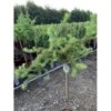 Japansk Lærk 'Diana' Larix Kaempferi 'Diana' Opstammet 90 Cm. 7,5 Liter Potte