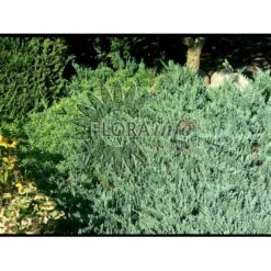 Krybende Enebær 'Blue Chip' Juniperus Horizontalis 'Blue Chip' Potte 3,0 Liter,- 25-30 Cm. -Sirius Butik p4688 3476 juniperus horizontalis blue chip ab80
