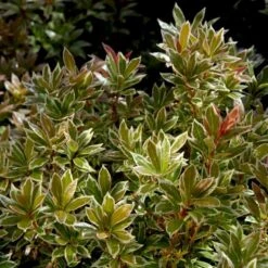 Pieris 'Little Heath' Pieris Japonica 'Little Heath' 2 Liter Potte -Sirius Butik p4695 50824 pieris japonica little heath 5157