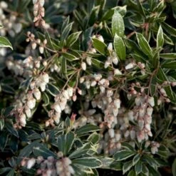 Pieris 'Little Heath' Pieris Japonica 'Little Heath' 2 Liter Potte -Sirius Butik p4695 50825 pieris japonica little heath 73aa