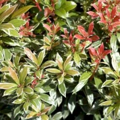 Pieris 'Little Heath' Pieris Japonica 'Little Heath' 2 Liter Potte -Sirius Butik p4695 50826 pieris japonica little heath 125b