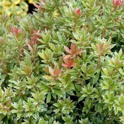 Pieris 'Little Heath' Pieris Japonica 'Little Heath' 2 Liter Potte -Sirius Butik p4695 50827 pieris japonica little heath 1e15