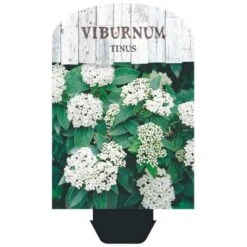 Vinter-snebolle Viburnum Tinus Potte 2,0 Liter,- 25-30 Cm. -Sirius Butik p4699 38471 image 3fff
