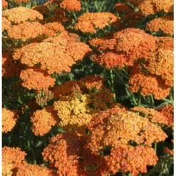 Røllike 'Terracotta' Achillea Millefolium 'Terracotta' 1 Liter Potte -Sirius Butik p4703 37861 achillea millefolium terra cotta 91c6