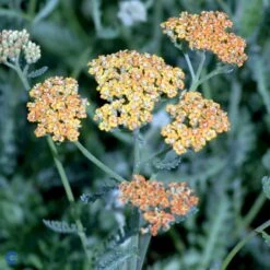 Røllike 'Terracotta' Achillea Millefolium 'Terracotta' 1 Liter Potte