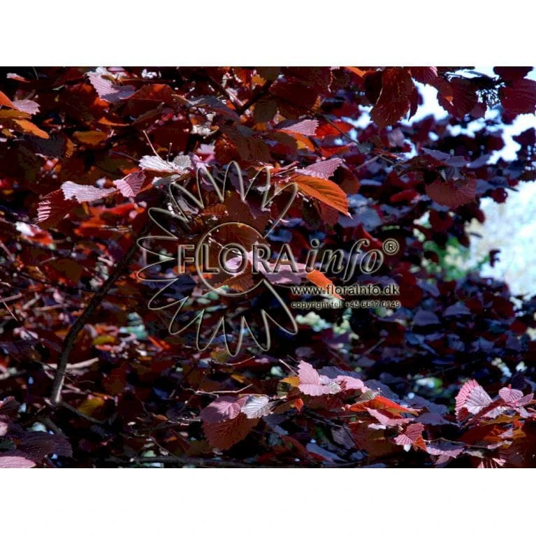 Rød Hassel 'Anny's Red Dwarf' Corylus Avellana 'anny'S Red Dwarf' Opstammet 60 Cm. 7,5 Liter Potte 1 Rød Hassel 'Anny's Red Dwarf' Corylus Avellana 'anny'S Red Dwarf' Opstammet 60 Cm. 7,5 Liter Potte