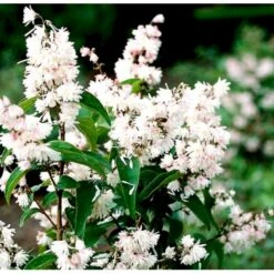 Stor Stjernetop 'Plena' Deutzia Scabra 'Plena' Potte 6,5 Liter 60-80 Cm. -Sirius Butik p4823 37524 deutzia scabra plena ff60
