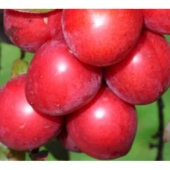 Storfrugtet Blodblomme 'Trailblazer' Prunus Cerasifera 'Trailblazer' Solitær Busk 150-200 Cm. - Med Klump