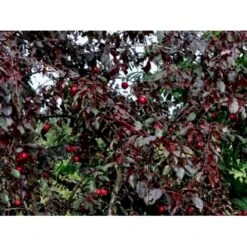 Storfrugtet Blodblomme 'Trailblazer' Prunus Cerasifera 'Trailblazer' Solitær Busk 150-200 Cm. - Med Klump -Sirius Butik p4826 36711 prunus cerasifera trailblazer 1edf