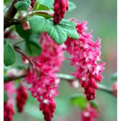 Blodribs 'King Edward VII' Ribes Sanguineum 'King Edward Vii' Potte 12 Liter,- 100-125 Cm. -Sirius Butik p4829 37465 ribes sanguineum king edward vii d5fb