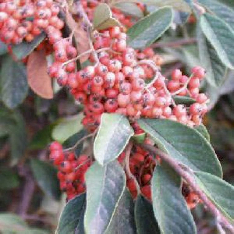 Cotoneaster Cotoneaster Lacteus Opstammet 120 Cm. 7,5 Liter Potte 3 Cotoneaster Cotoneaster Lacteus Opstammet 120 Cm. 7,5 Liter Potte - Billede 3