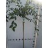 Cotoneaster Cotoneaster Lacteus Opstammet 120 Cm. 7,5 Liter Potte