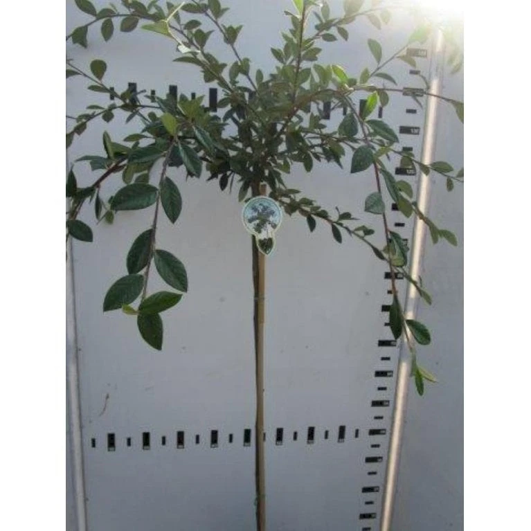 Cotoneaster Cotoneaster Lacteus Opstammet 120 Cm. 7,5 Liter Potte 1 Cotoneaster Cotoneaster Lacteus Opstammet 120 Cm. 7,5 Liter Potte