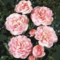 'Elysée'™ Rosa X 'Elysée'™ (Slotsrose) A-Kvalitet,- Barrods Roser Min. 3 Grene -Sirius Butik p4855 51783 rosa x elysee slotsrose 37da