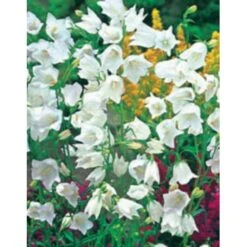 Smalbladet Klokke 'Alba' Campanula Persicifolia 'Alba' 1 Liter Potte