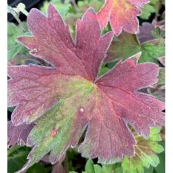 Wlassows Storkenæb Geranium Wlassovianum 1 Liter Potte -Sirius Butik p4903 36187 geranium wlassovianum fb3a