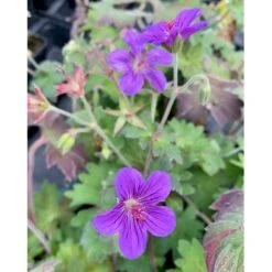 Wlassows Storkenæb Geranium Wlassovianum 1 Liter Potte -Sirius Butik p4903 36188 geranium wlassovianum fd17