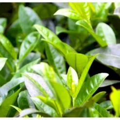 Mini Kirsebærlaurbær Prunus Laurocerasus 'Gajo' Med Klump,- 30-40 Cm. -Sirius Butik p4904 42394 prunus laurocerasus gajo b89c