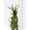 Busk-kaprifolie Lonicera Fragrantissima Potte 10 Liter,- 60-80 Cm.
