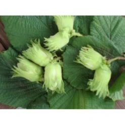 Storfrugtet Hassel 'Zellernød' Corylus Maxima 'Zellernød' 7,5 Liter Potte