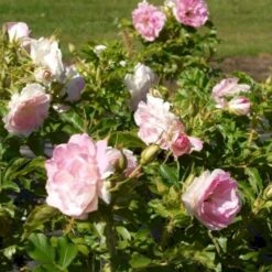 Rynket Rose 'Ritausma' Rosa Rugosa 'Ritausma' A-Kvalitet,- Barrods Roser Min. 3 Grene 5 Rynket Rose 'Ritausma' Rosa Rugosa 'Ritausma' A-Kvalitet,- Barrods Roser Min. 3 Grene -Sirius Butik p4921 53428 rosa rugosa ritausma 2f5f