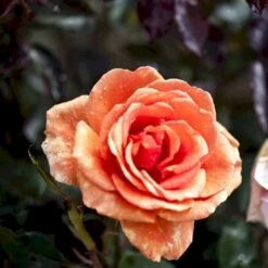 'Ashram'® Rosa X 'Ashram'® (Storblomstrende) A-Kvalitet,- Barrods Roser Min. 3 Grene -Sirius Butik p4922 51204 rosa x ashram storblomstrende 89d4