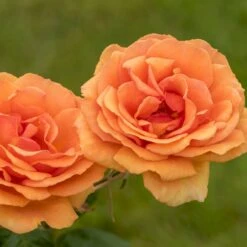 'Ashram'® Rosa X 'Ashram'® (Storblomstrende) A-Kvalitet,- Barrods Roser Min. 3 Grene -Sirius Butik p4922 53959 rosa x ashram storblomstrende dbd6