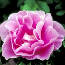 Rynket Rose 'Jens Munk' Rosa Rugosa 'Jens Munk' A-Kvalitet,- Barrods Roser Min. 3 Grene -Sirius Butik p4939 52274 rosa rugosa jens munk 13ac