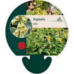 Gul Fingerbøl Digitalis Lutea Bakke Med 12 Stk.