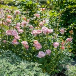 'Queen Of Sweden' Rosa X 'Queen Of Sweden' (Engelsk Rose) A-Kvalitet,- Barrods Roser Min. 3 Grene -Sirius Butik p4943 53103 rosa x queen of sweden engelsk rose 740a