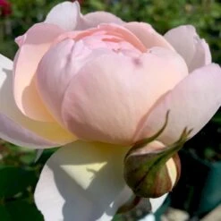 'Queen Of Sweden' Rosa X 'Queen Of Sweden' (Engelsk Rose) A-Kvalitet,- Barrods Roser Min. 3 Grene -Sirius Butik p4943 53106 rosa x queen of sweden engelsk rose 4056