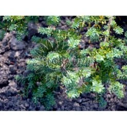 Dværg Stentaks 'Blue Gem' Podocarpus Lawrencii 'Blue Gem' Potte 3,0 Liter,- 20-25 Cm. -Sirius Butik p4957 3673 podocarpus lawrencii blue gem 9766