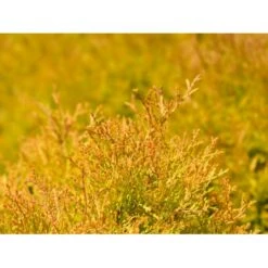 Thuja 'Rheingold' Thuja Occidentalis 'Rheingold' Potte 3,0 Liter,- 25-30 Cm. -Sirius Butik p5029 54756 thuja occidentalis rheingold dvaergform bea6