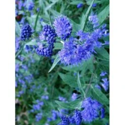 Blåskæg 'Kew Blue' Caryopteris Clandonensis 'Kew Blue' Potte 4,0 Liter,- 30-40 Cm. 6 Blåskæg 'Kew Blue' Caryopteris Clandonensis 'Kew Blue' Potte 4,0 Liter,- 30-40 Cm. -Sirius Butik p504 7758 caryopteris clandonensis kew blue c925