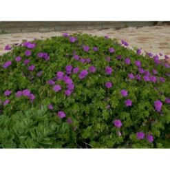 Storkenæb 'Tiny Monster' Geranium Hybrid 'Tiny Monster' 10 Cm. Potte -Sirius Butik p5057 36176 geranium hybrid tiny monster 7cf2