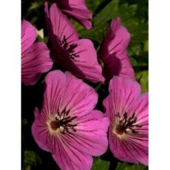 Storkenæb 'Pink Penny' Geranium Hybrid 'Pink Penny' 1 Liter Potte -Sirius Butik p5066 36185 geranium hybrid pink penny ac74