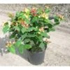 Perikon 'Miracle Attraction' Hypericum Inodorum 'Miracle Attraction' 3,5 Liter Potte