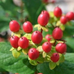 Perikon 'Miracle Attraction' Hypericum Inodorum 'Miracle Attraction' 3,5 Liter Potte -Sirius Butik p5123 47369 hypericum inodorum miracle attraction 92c4