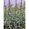 Libanon Ceder 'Glauca' Cedrus Libani 'Glauca' Potte 3,0 Liter,- 80-100 Cm.