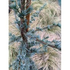 Libanon Ceder 'Glauca' Cedrus Libani 'Glauca' Potte 3,0 Liter,- 80-100 Cm. -Sirius Butik p512 36872 cedrus atlantica glauca 2c20