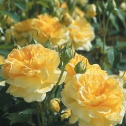 'Molineux' Rosa X 'Molineux' (Engelsk Rose) A-Kvalitet,- Barrods Roser Min. 3 Grene -Sirius Butik p5134 53064 rosa x molineux engelsk rose e70d