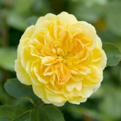 'Molineux' Rosa X 'Molineux' (Engelsk Rose) A-Kvalitet,- Barrods Roser Min. 3 Grene -Sirius Butik p5134 53066 rosa x molineux engelsk rose 6fde