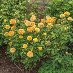 'Molineux' Rosa X 'Molineux' (Engelsk Rose) A-Kvalitet,- Barrods Roser Min. 3 Grene -Sirius Butik p5134 53067 rosa x molineux engelsk rose d39e