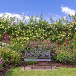 'The Pilgrim' Rosa X 'The Pilgrim' (Engelsk Rose) A-Kvalitet,- Barrods Roser Min. 3 Grene -Sirius Butik p5135 53197 rosa x the pilgrim engelsk rose 0445