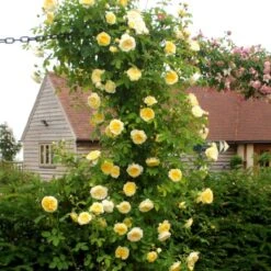 'The Pilgrim' Rosa X 'The Pilgrim' (Engelsk Rose) A-Kvalitet,- Barrods Roser Min. 3 Grene -Sirius Butik p5135 53198 rosa x the pilgrim engelsk rose ea44