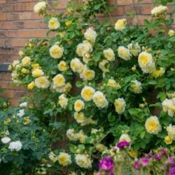 'The Pilgrim' Rosa X 'The Pilgrim' (Engelsk Rose) A-Kvalitet,- Barrods Roser Min. 3 Grene -Sirius Butik p5135 53201 rosa x the pilgrim engelsk rose be87