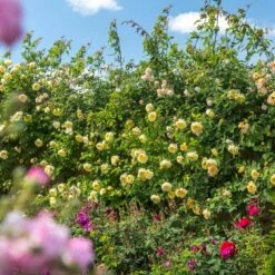 'The Pilgrim' Rosa X 'The Pilgrim' (Engelsk Rose) A-Kvalitet,- Barrods Roser Min. 3 Grene -Sirius Butik p5135 53205 rosa x the pilgrim engelsk rose e7d7